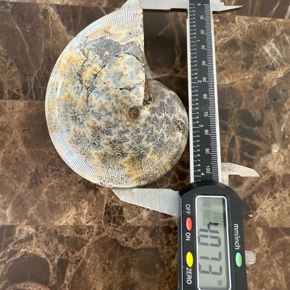 Fossil Ammonite🐌 - Picture 8 of 14